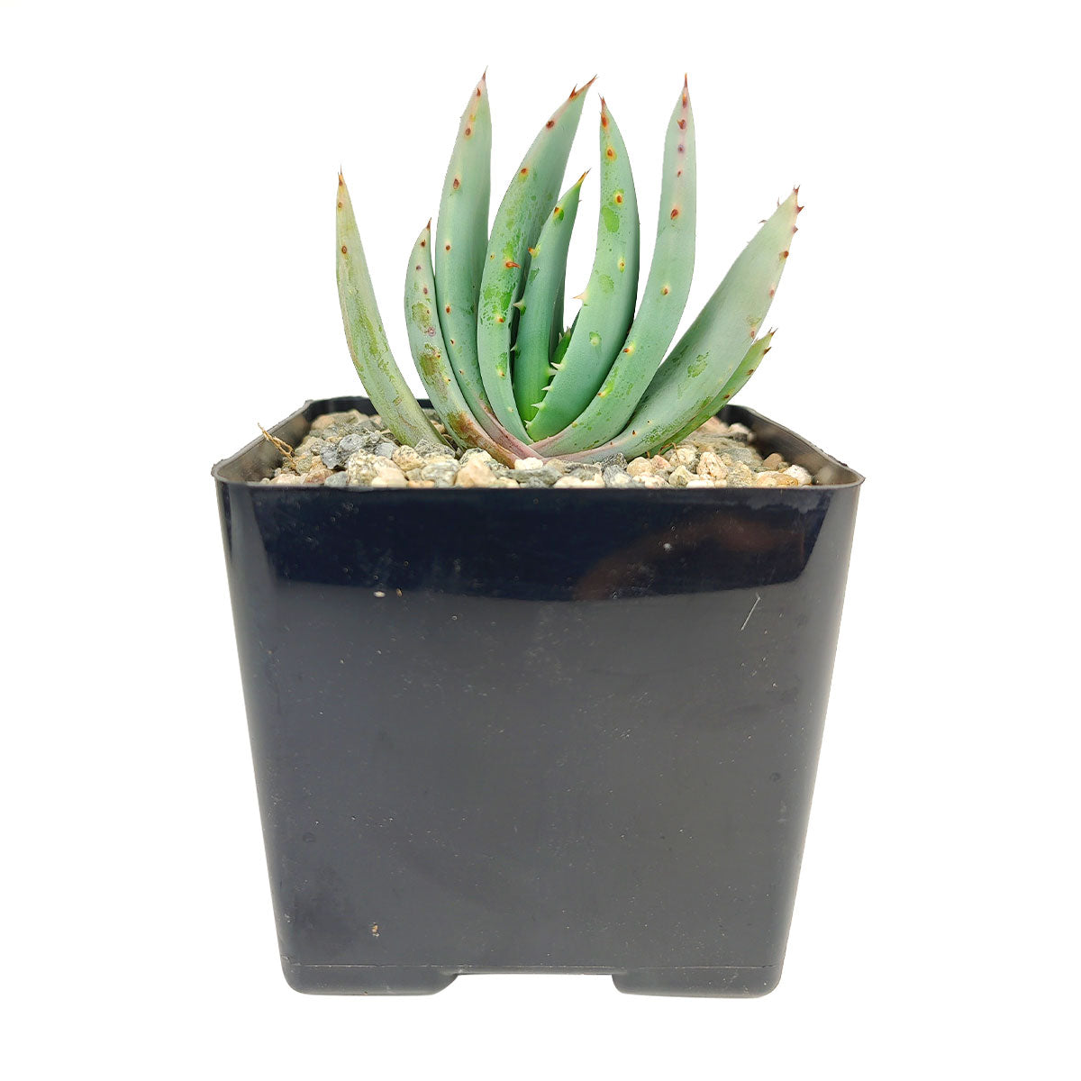 Aloe Peglerae