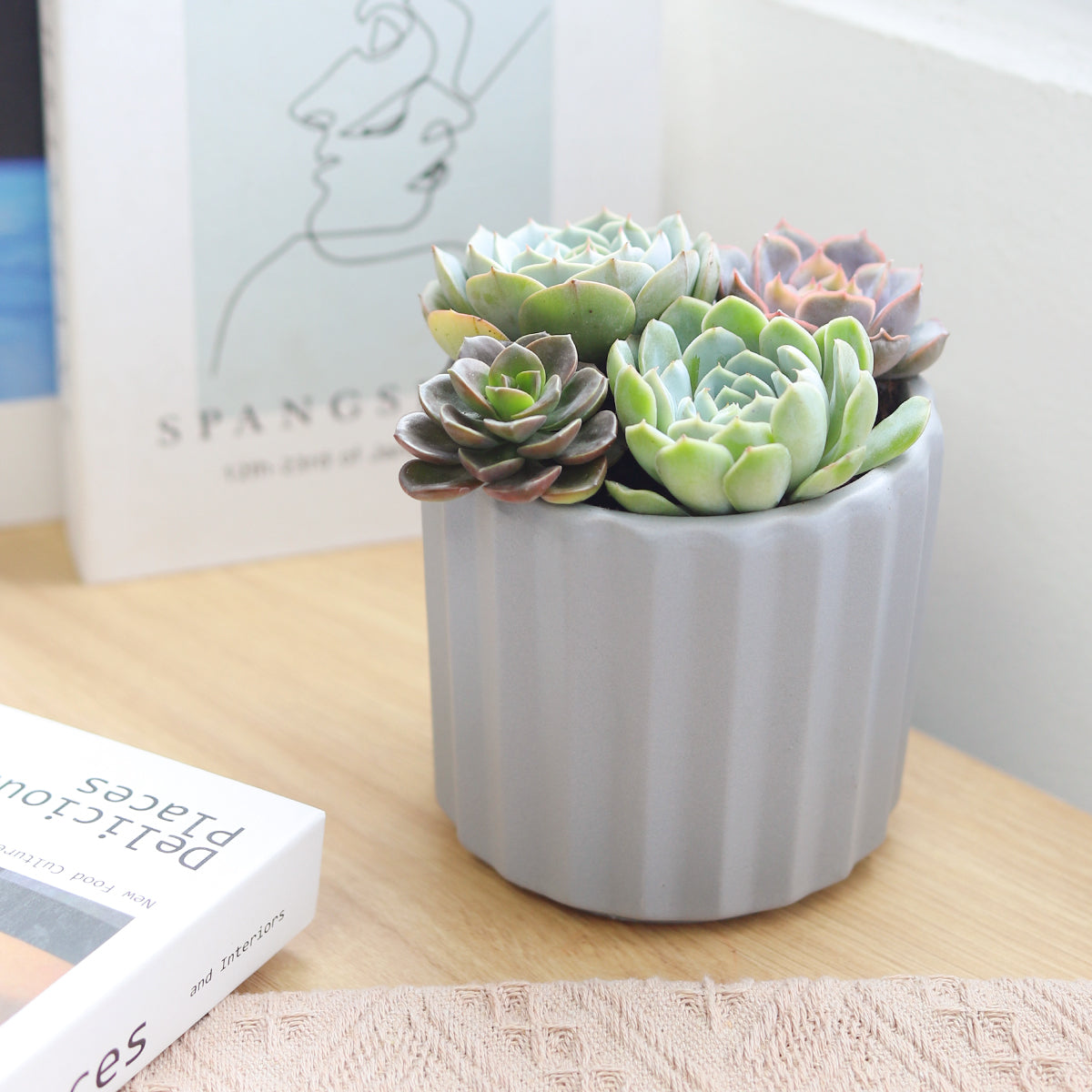 Succulent Arrangement in Grey Ceramic Faux Cement Planter