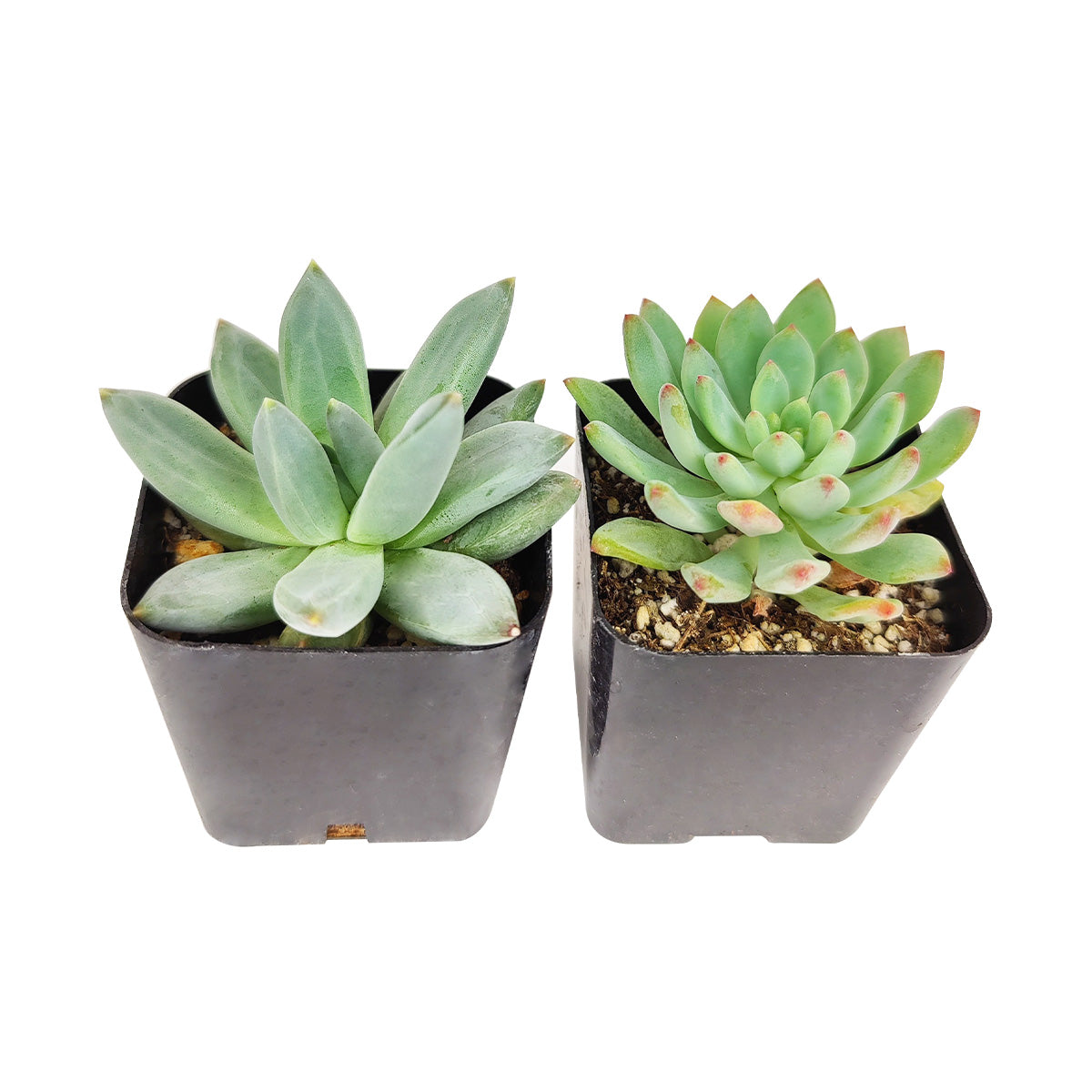 Echeveria Succulent 2" Pack