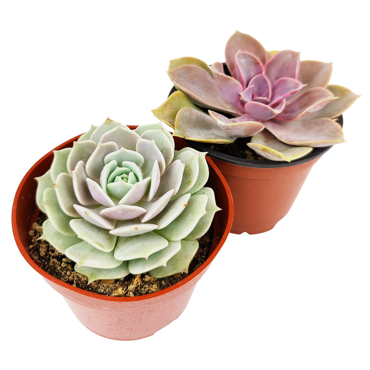 Echeveria Succulent 4" Pack