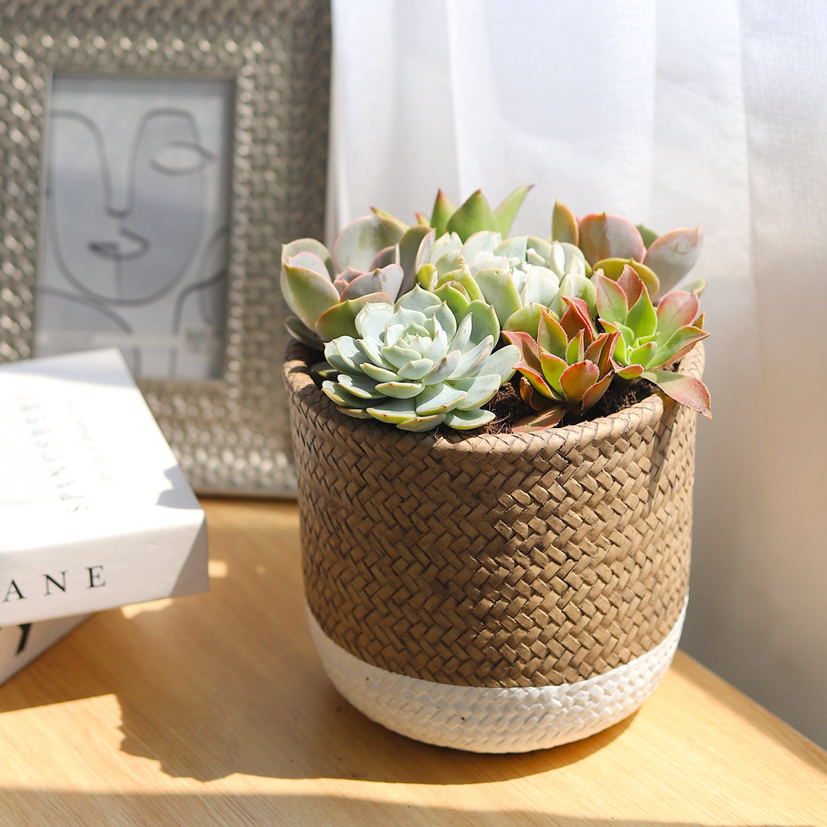 Succulent Arrangement in White & Nature Reed Cement Planter