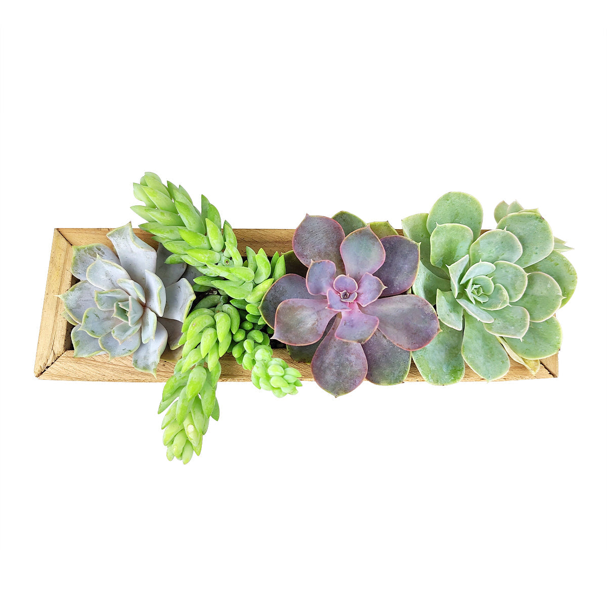 Succulent Arrangement Centerpiece Rectangle Wooden Planter