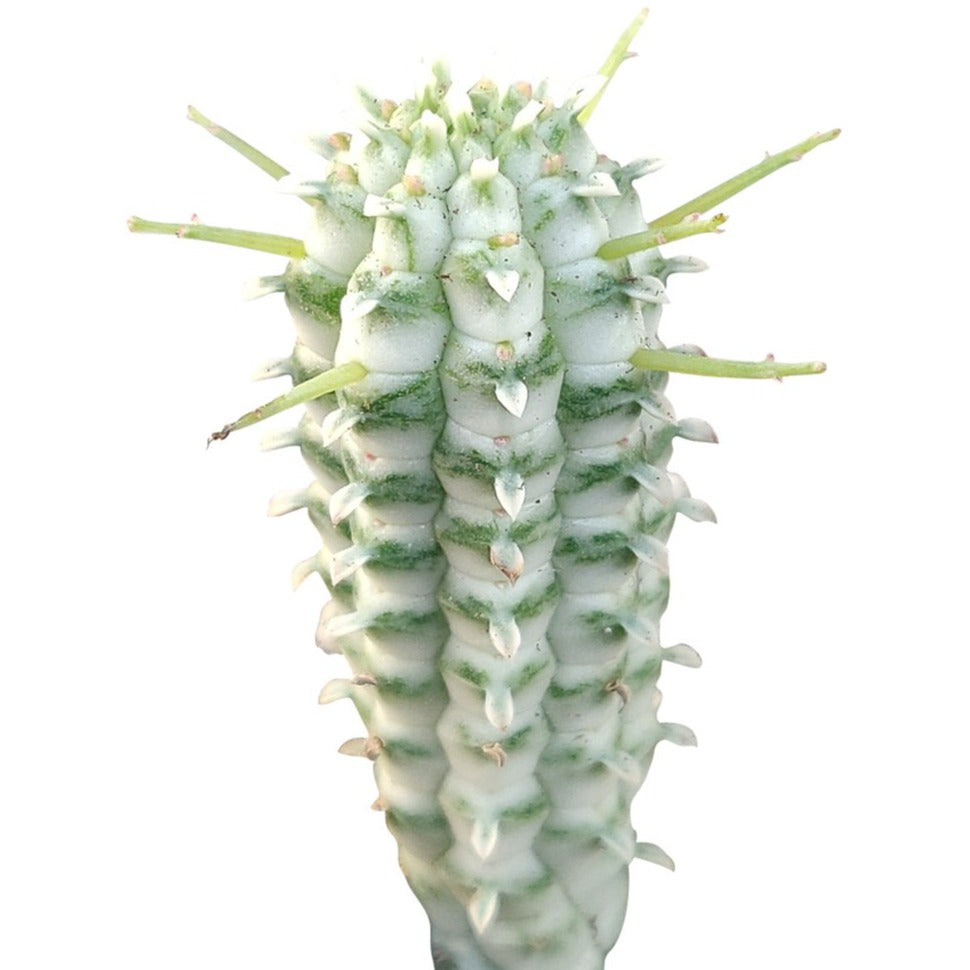 Variegated Corn Cob Cactus