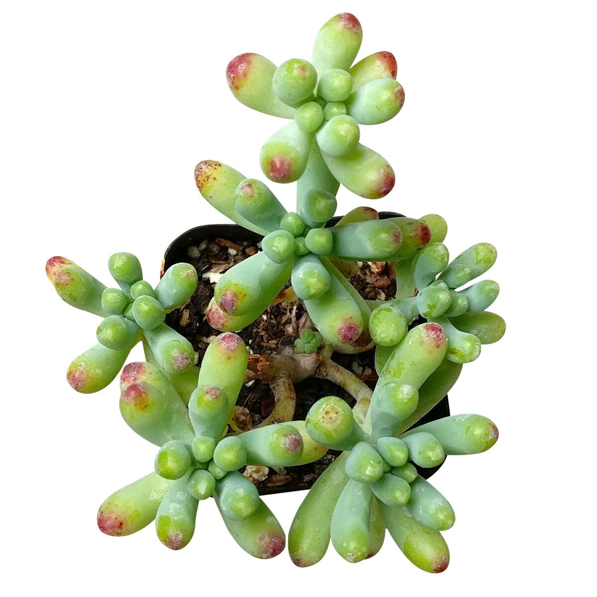 Green Jelly Bean Sedum