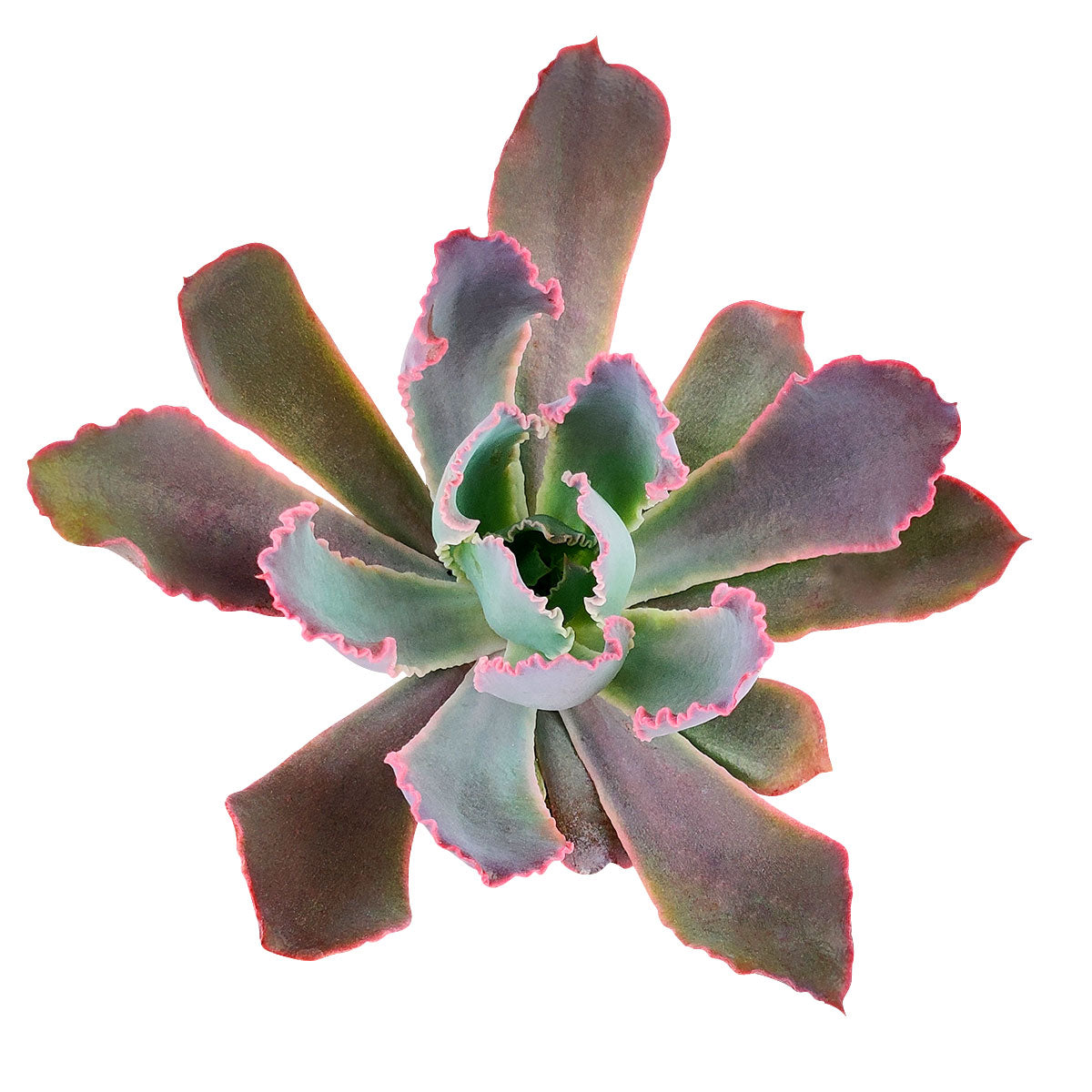 Echeveria Neon Breaker