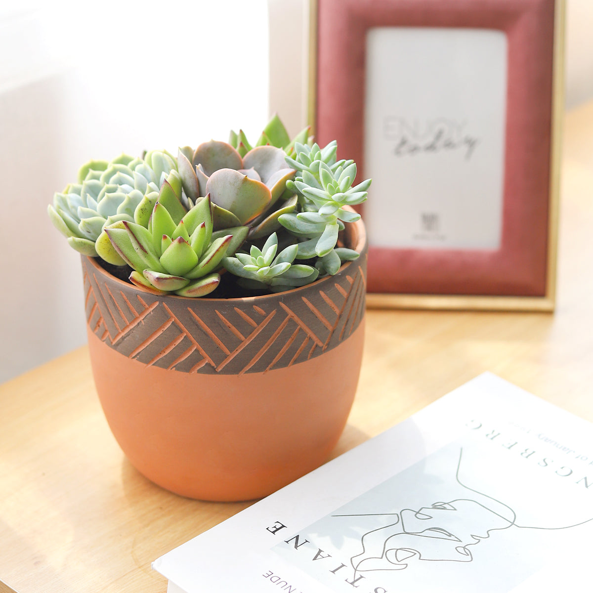 Succulent Arrangement in Clay-Black Modern Planter