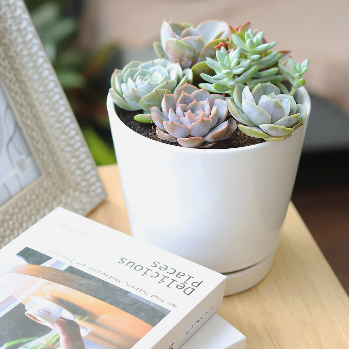 Succulent Arrangement in White Minimalist Planter