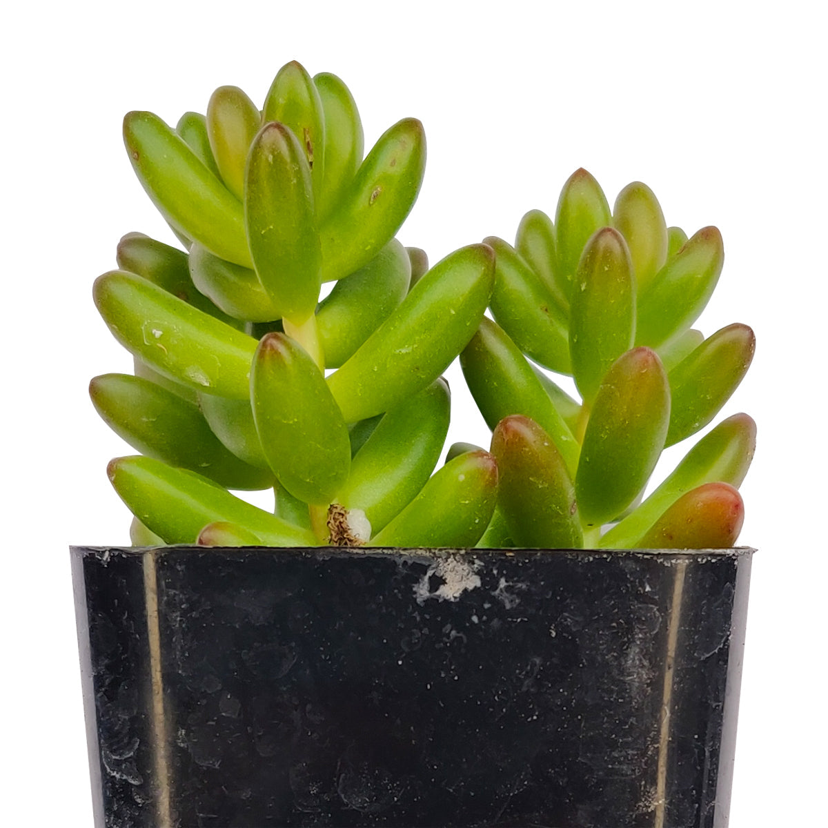 Pink Jelly Bean Sedum