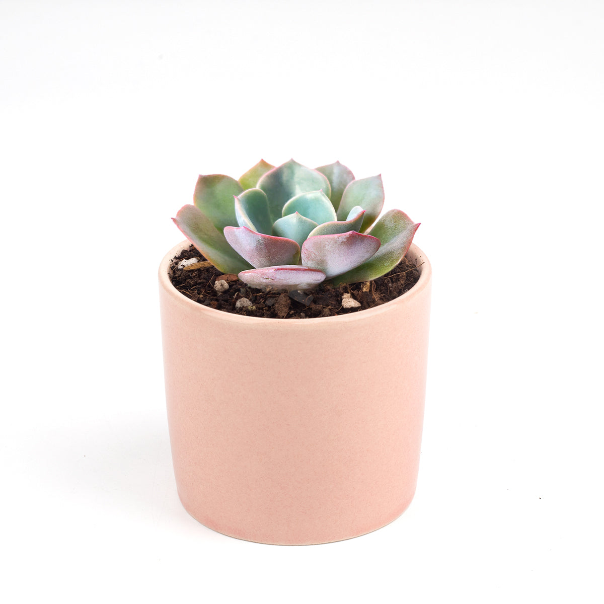 Echeveria Dusty Rose