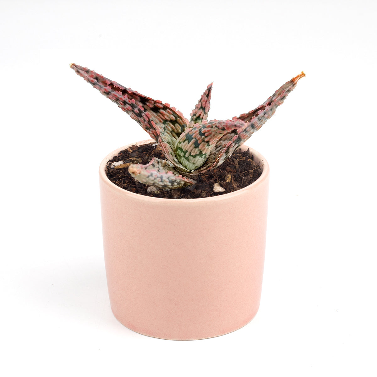 Pink Blush Aloe Succulent