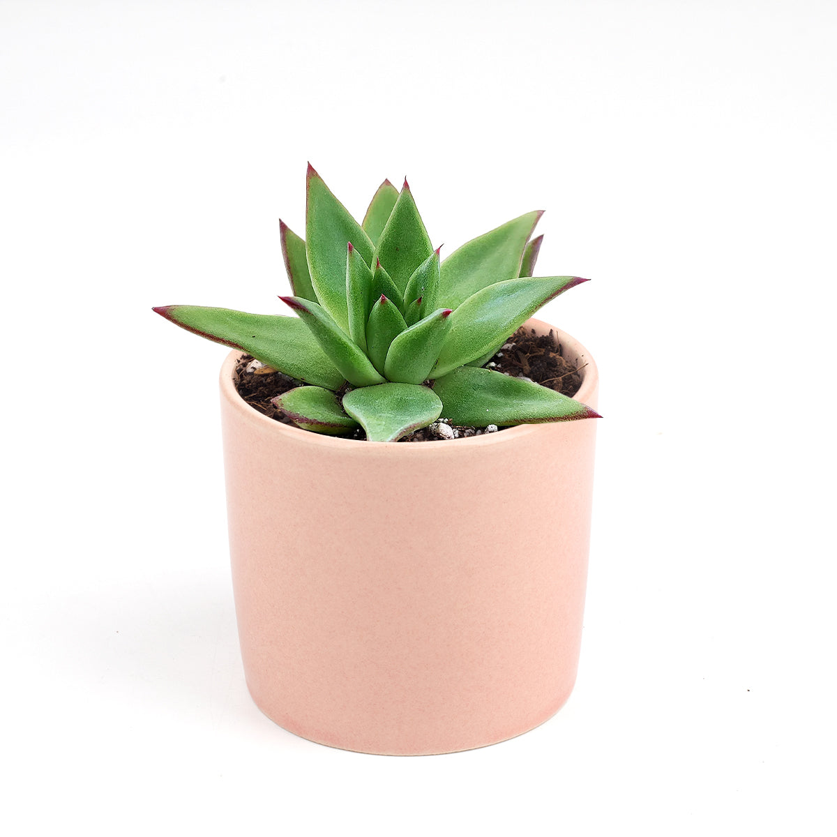 Echeveria Agavoides Lipstick Succulent