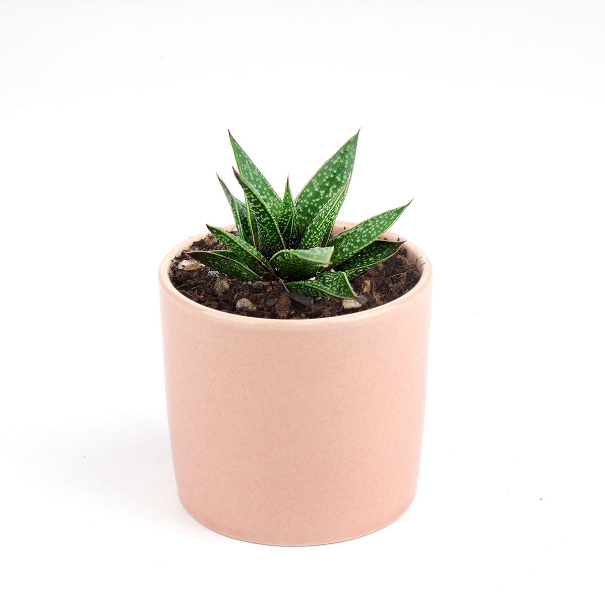 spiky aloe succulent Gasteria Flow Spiky Aloe – Lovehopegrow