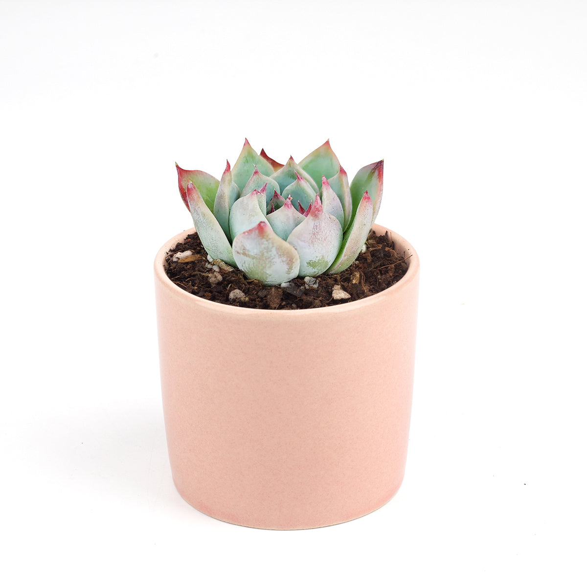 Echeveria Tippy Pink Succulent