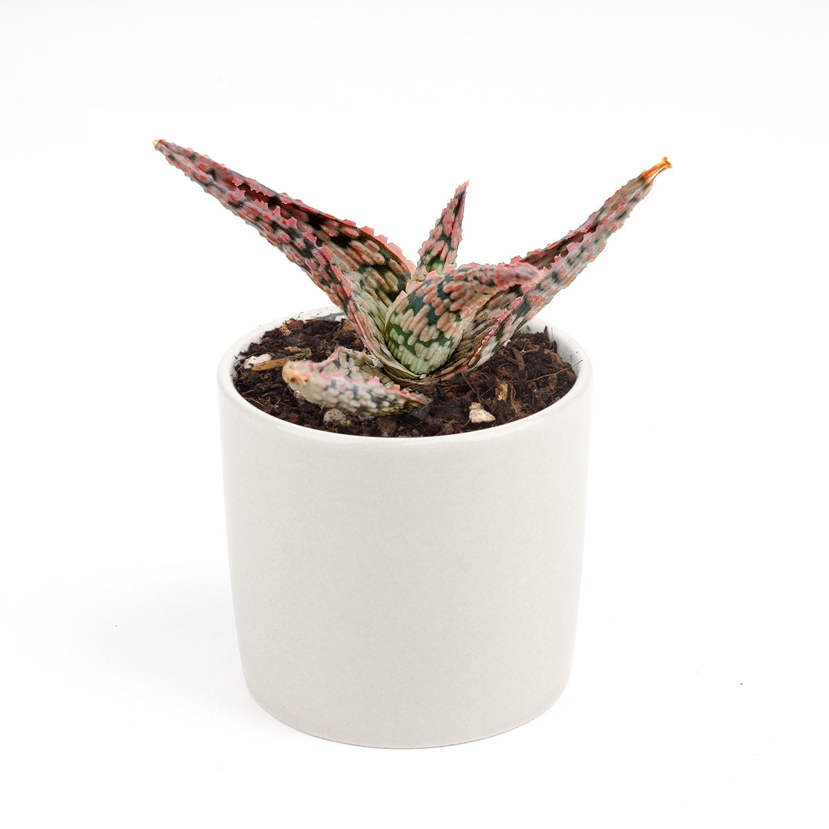 Pink Blush Aloe Succulent