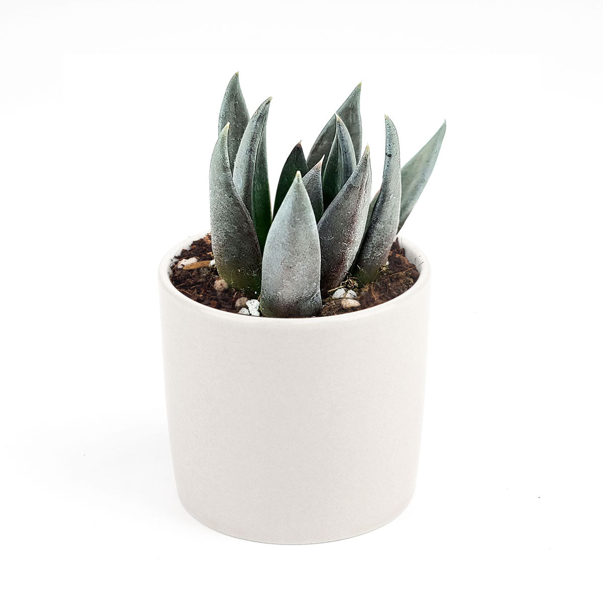 Echeveria Black Knight