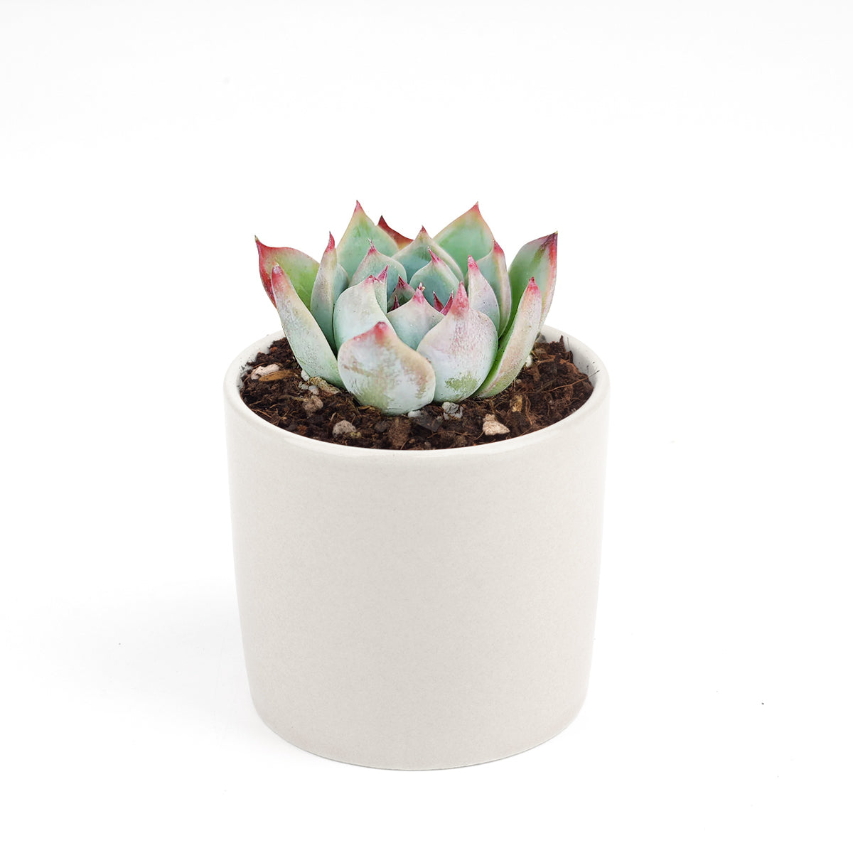 Echeveria Tippy Pink Succulent