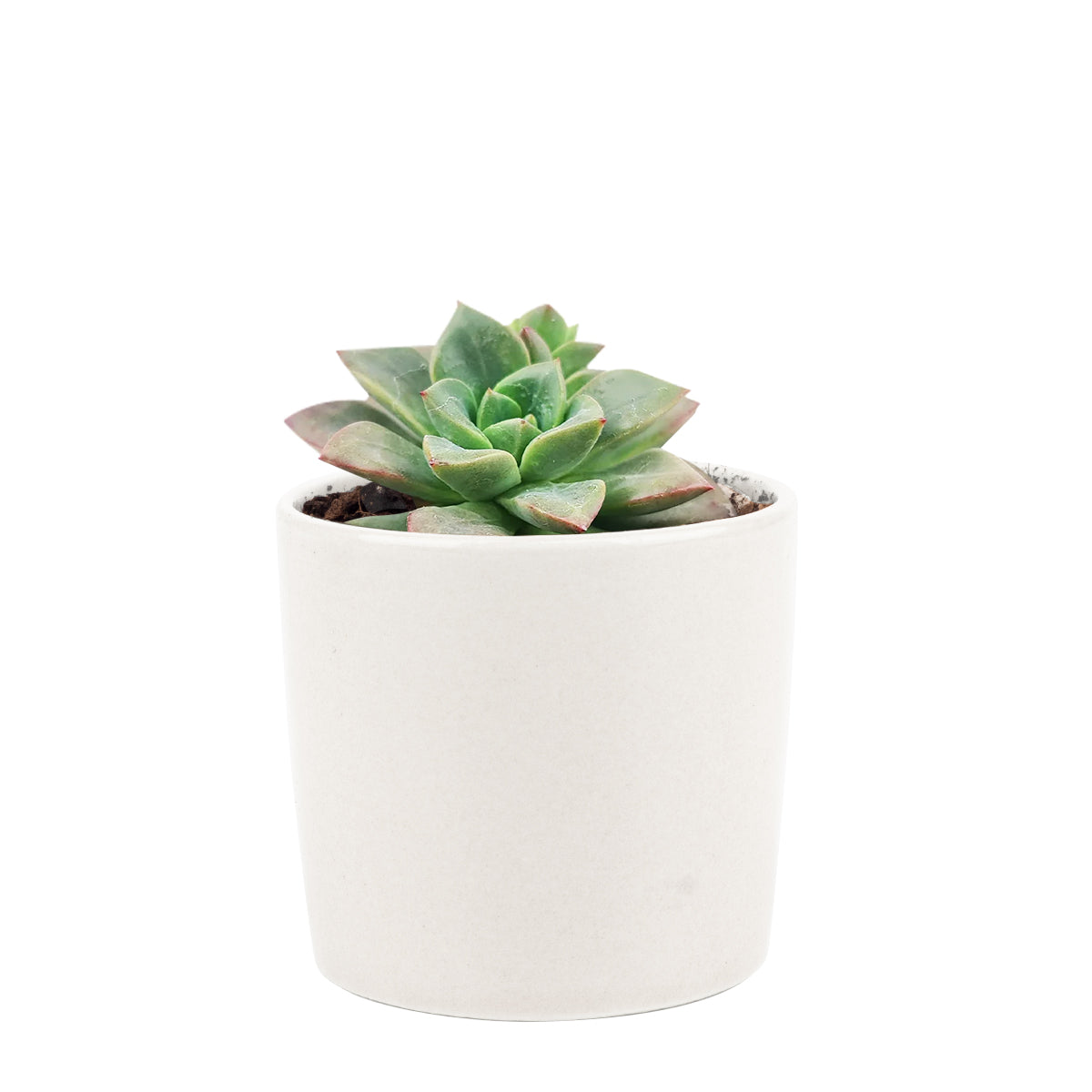 Echeveria Compressicaulis