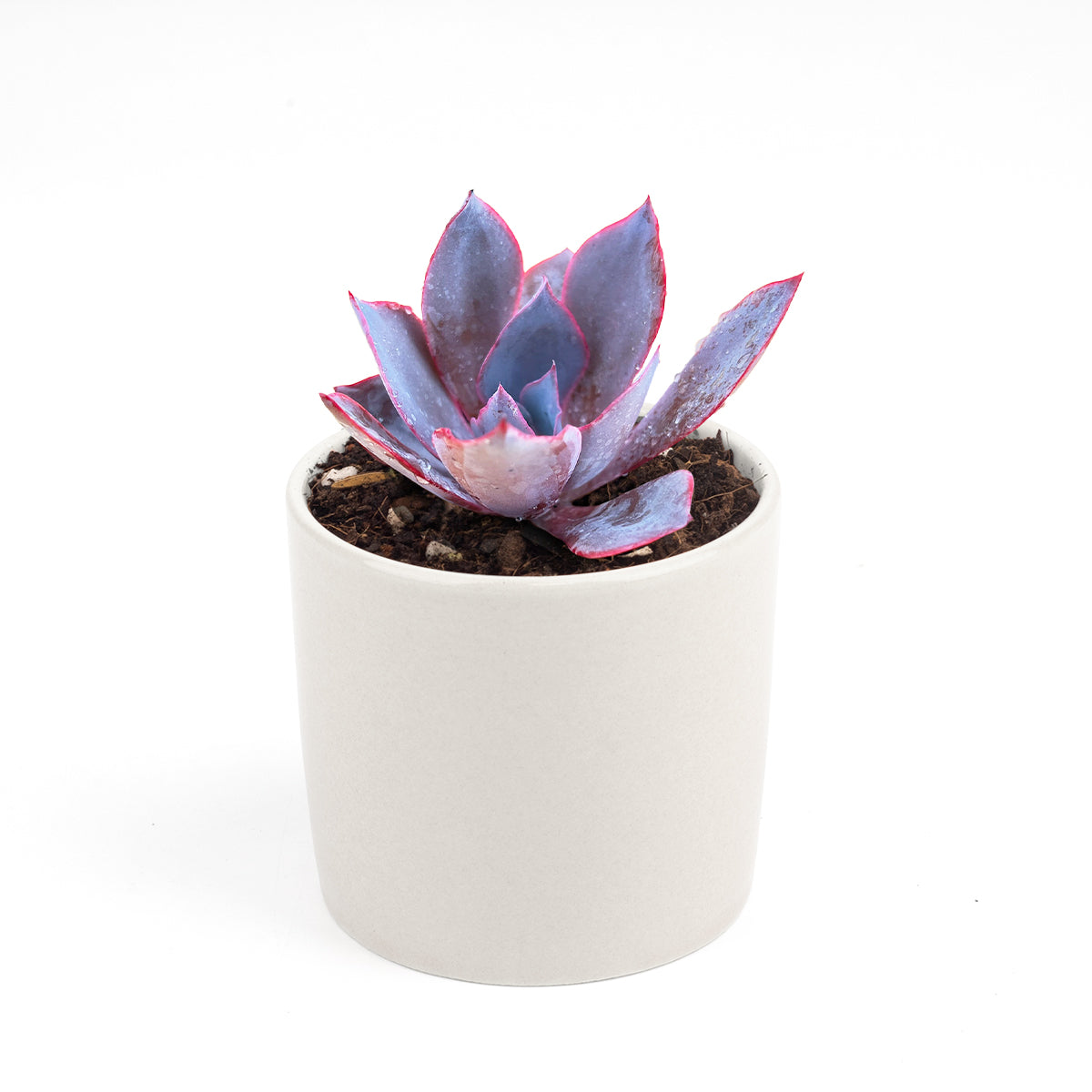 Echeveria Afterglow