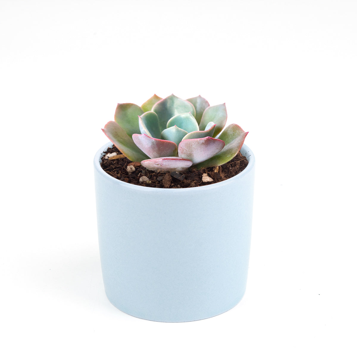 Echeveria Dusty Rose