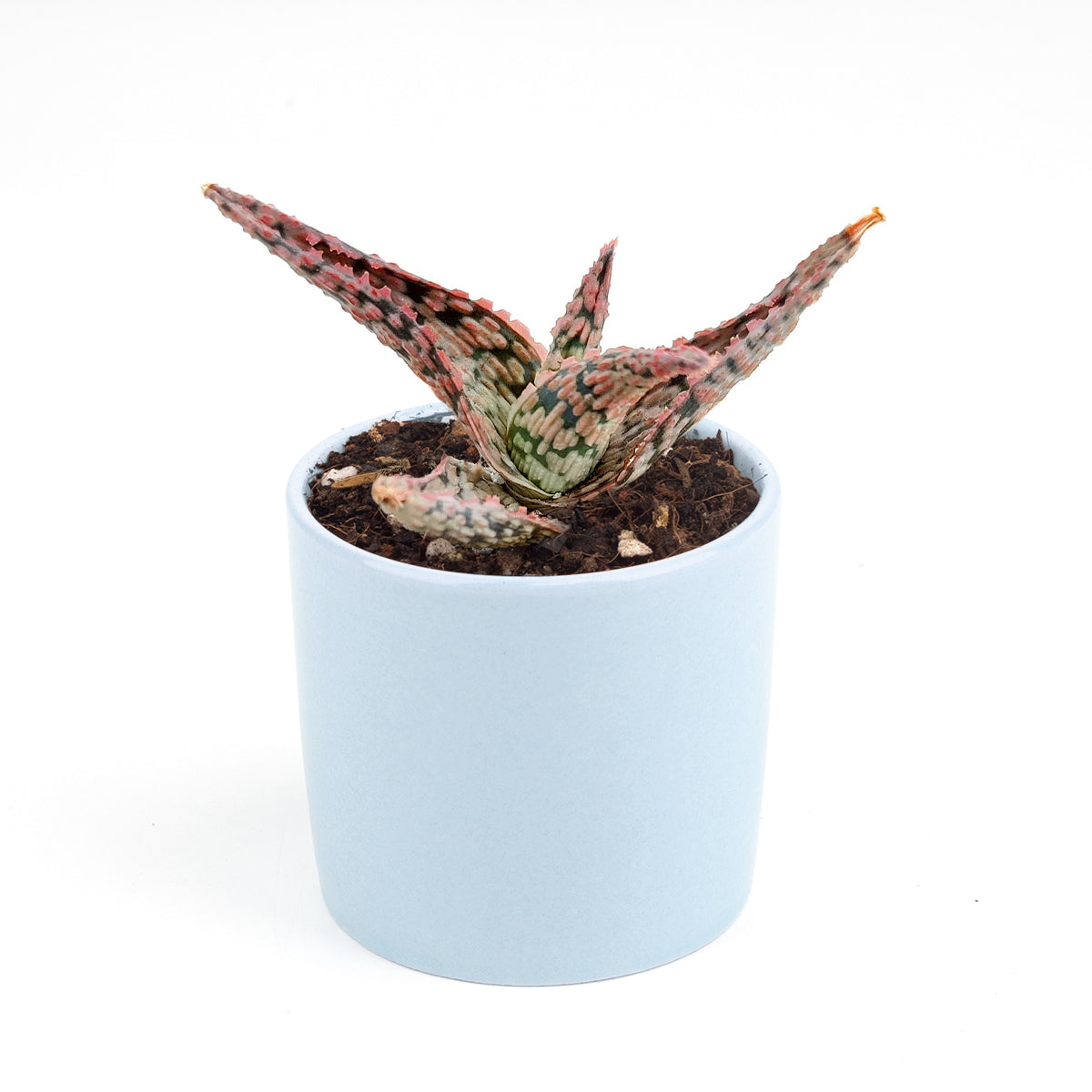 Pink Blush Aloe Succulent