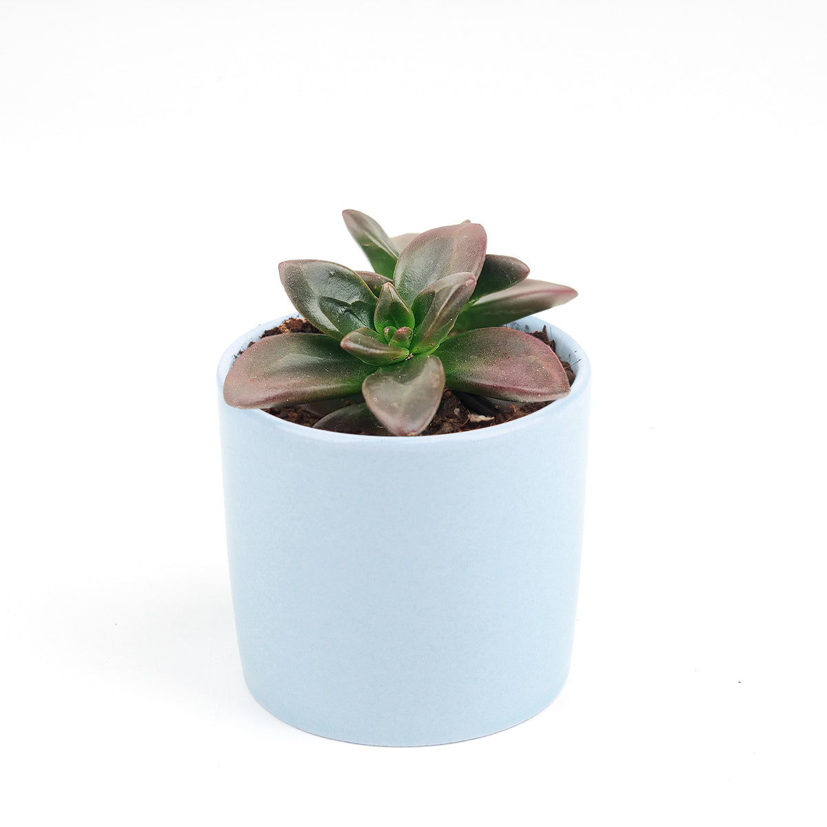 Echeveria Licorice