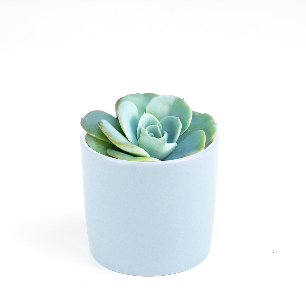 atlantis succulent Echeveria Atlantis Succulent 4 inch / Clay Pot