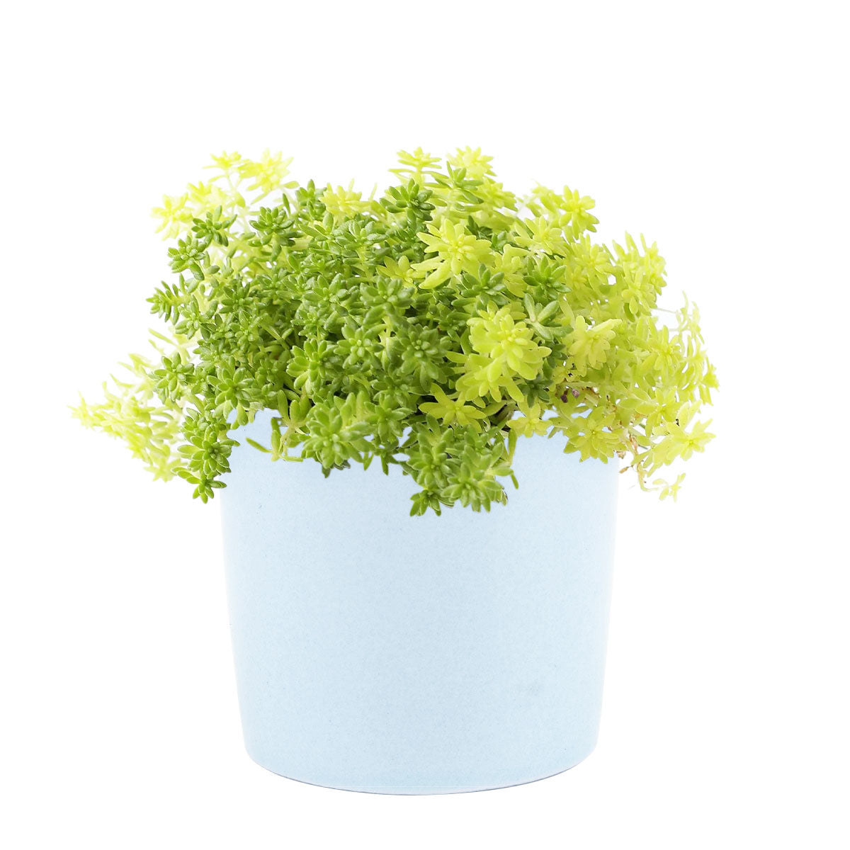 Sedum Golden Moss Succulent