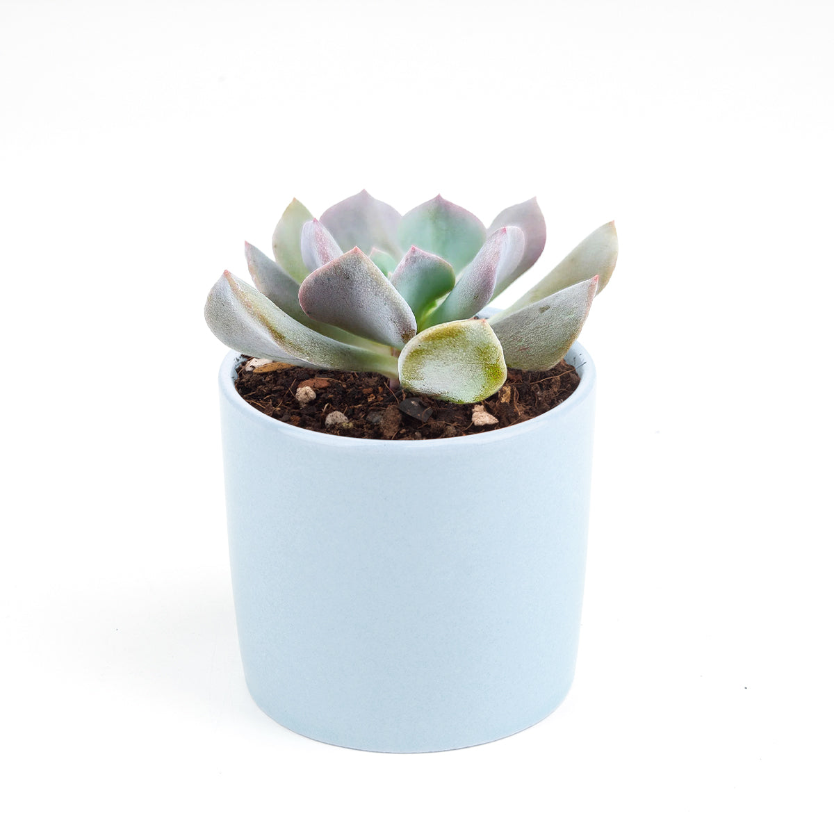 Echeveria Cubic Frost