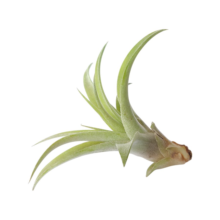 Tillandsia Capitata Peach