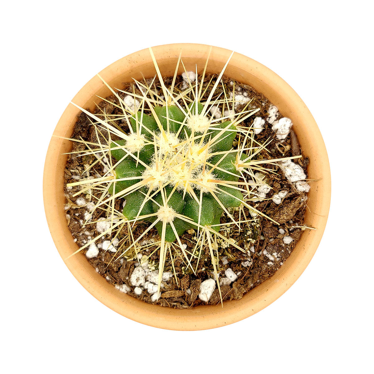 Golden Barrel Cactus