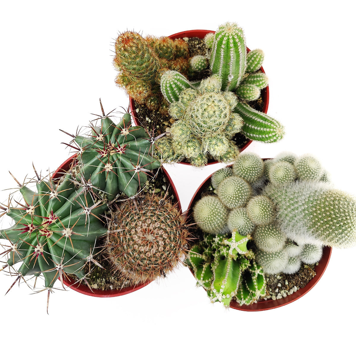 Cactus Garden Arrangement