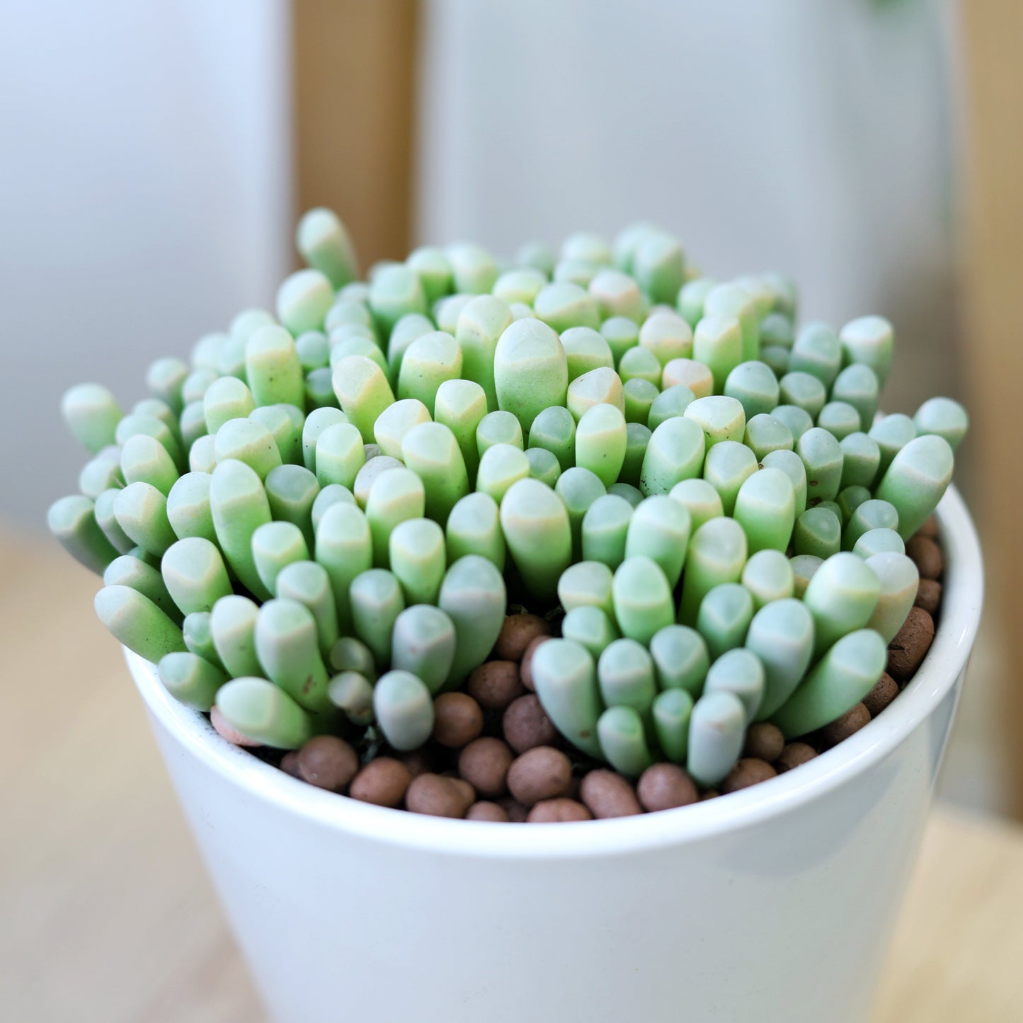 Baby Toes Fenestraria