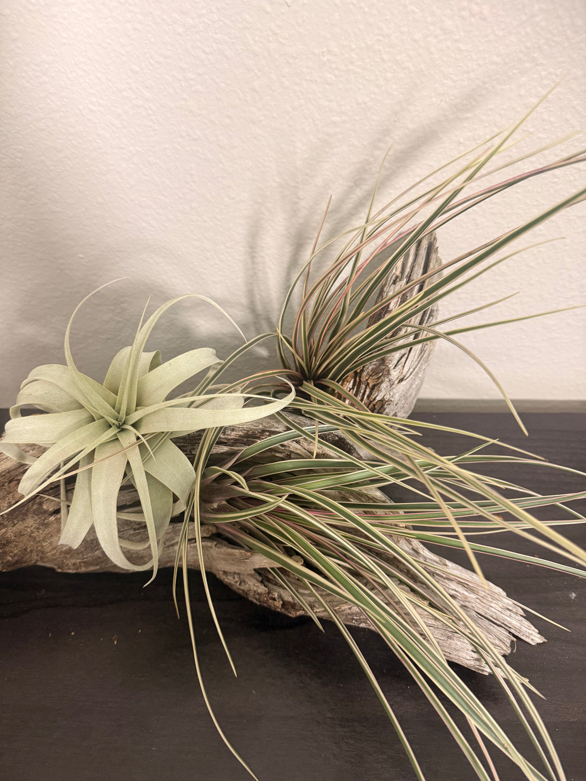 Cyanea Variegata -10 to 12 Inches - Cream and Green Variegated Grass Air Plant - Hot Pink Leaf Flush in Bloom - Long Slender Leaves - Hybrid - Easy Care Indoor Tropical