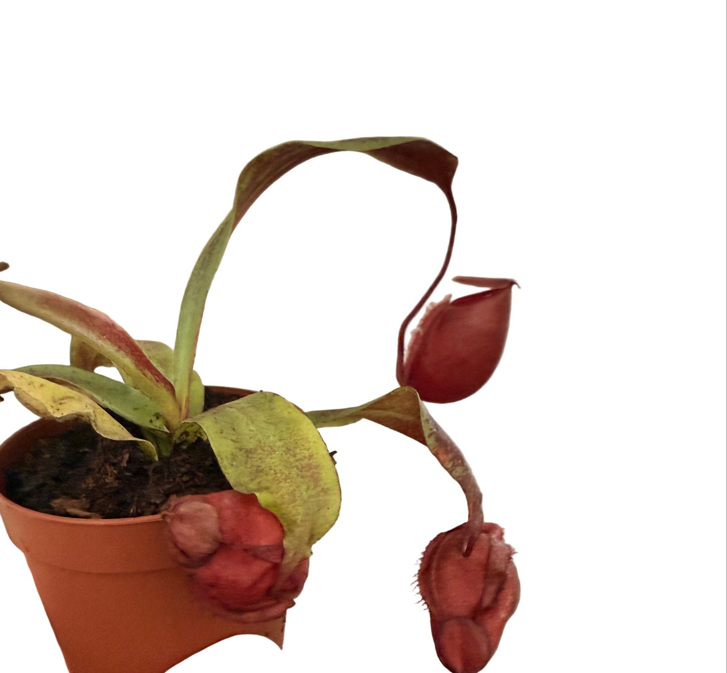 Mix of Carnivorous Live Plants - Low-Maintenance - Sundew - Sarracenia - Nepanthes - Insect-eating Plants - Terrarium Carnivorous Plants