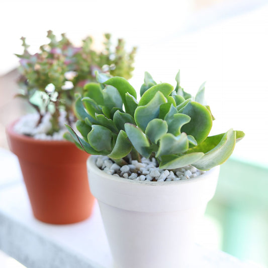 Ruffle Jade Crassula