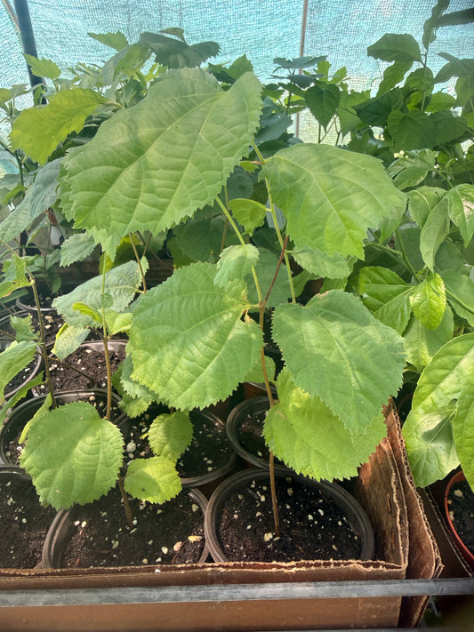 Sherbet Berry - Grewia asiatica 'Sherbet Berry' - Zones 9 to 11 - Packed with Vitamins and Antioxidants - Tropical Exotic Fruit Tree - Spring Through Summer Blooms and Fruit - Self Fertile - Easy to Grow