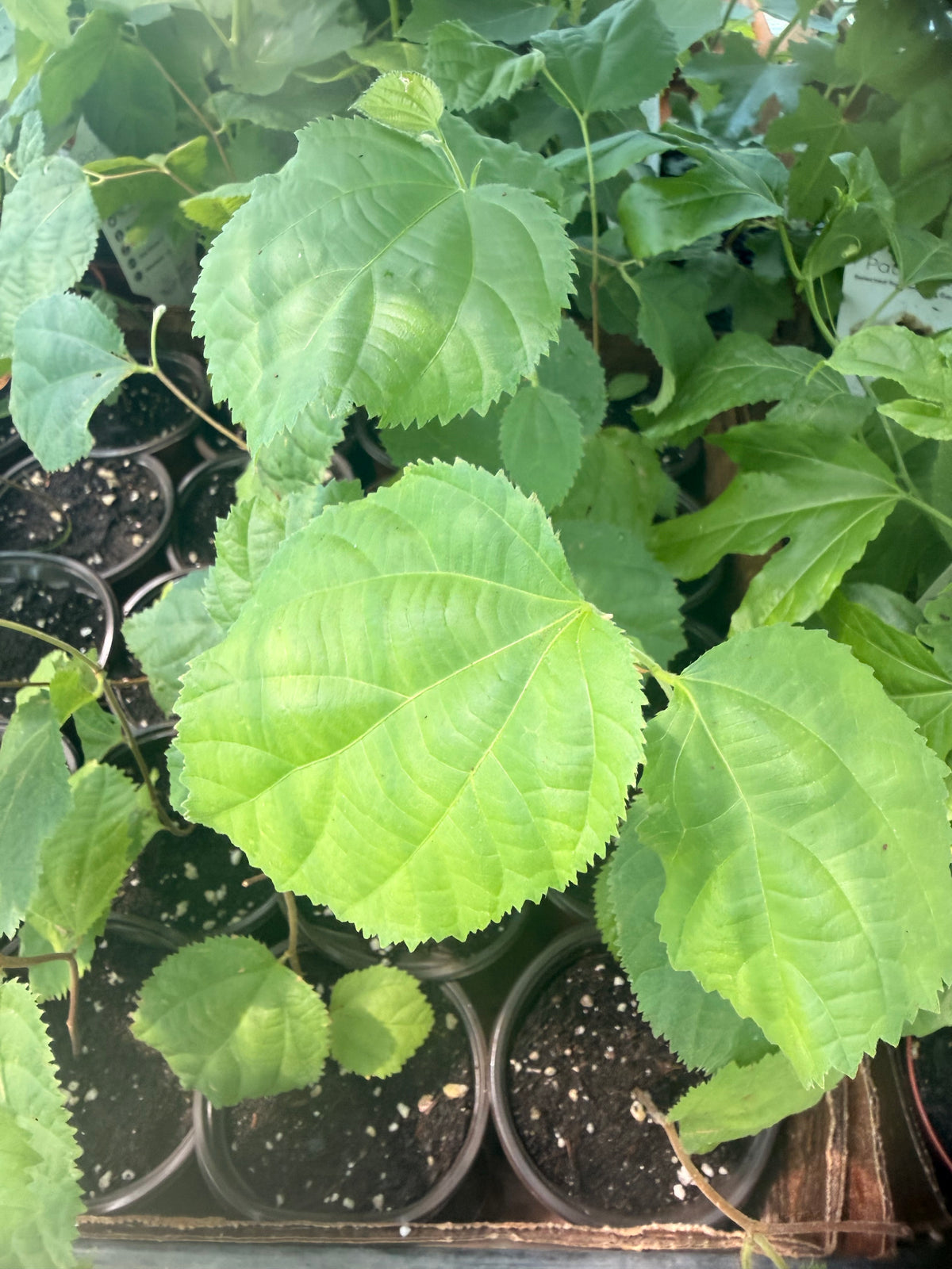 Sherbet Berry - Grewia asiatica 'Sherbet Berry' - Zones 9 to 11 - Packed with Vitamins and Antioxidants - Tropical Exotic Fruit Tree - Spring Through Summer Blooms and Fruit - Self Fertile - Easy to Grow