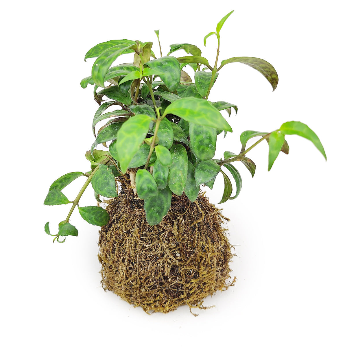 4" Kokedama
