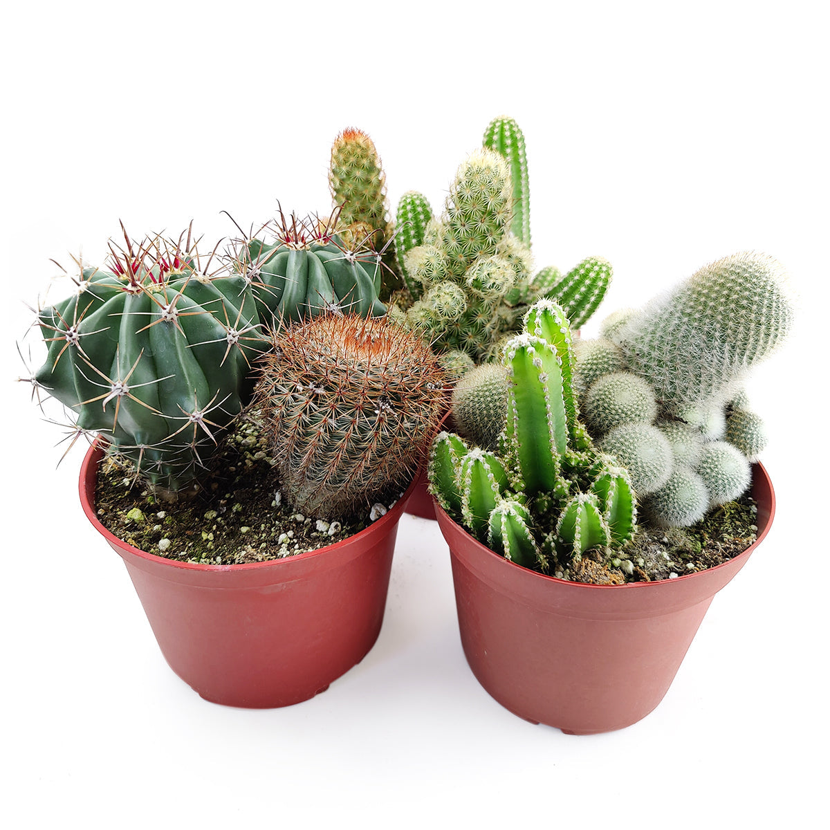 Cactus Garden Arrangement