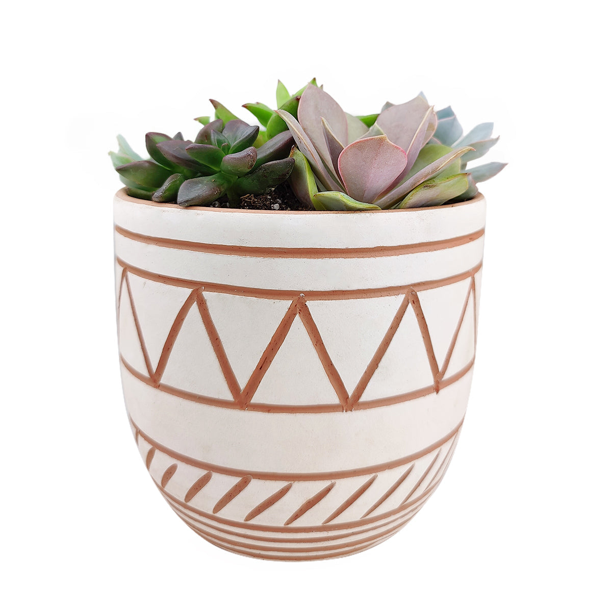 Succulent Arrangement in White-Clay Geometric Pattern Planter