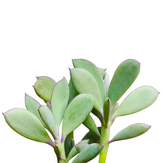Vertical Leaf Senecio