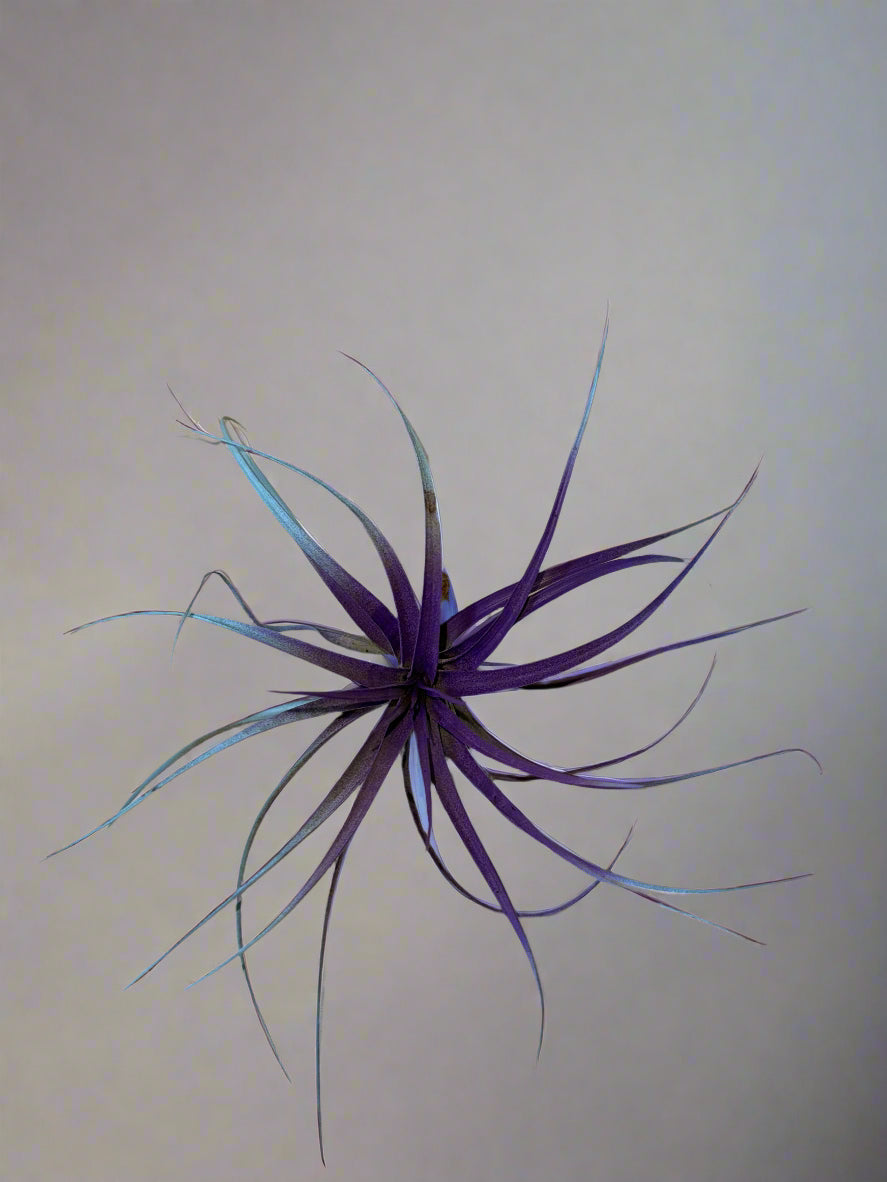3 Pack Summer 2025 Air Plants - Air Purifying - No Dirt Needed - Air Plant - Easy Care Indoor Plant - Colorful Decoration Plant