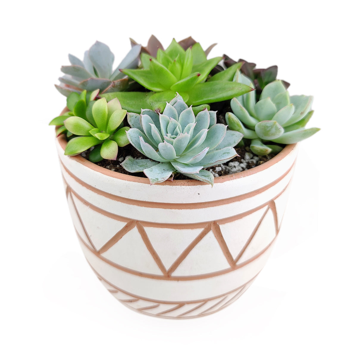 Succulent Arrangement in White-Clay Geometric Pattern Planter