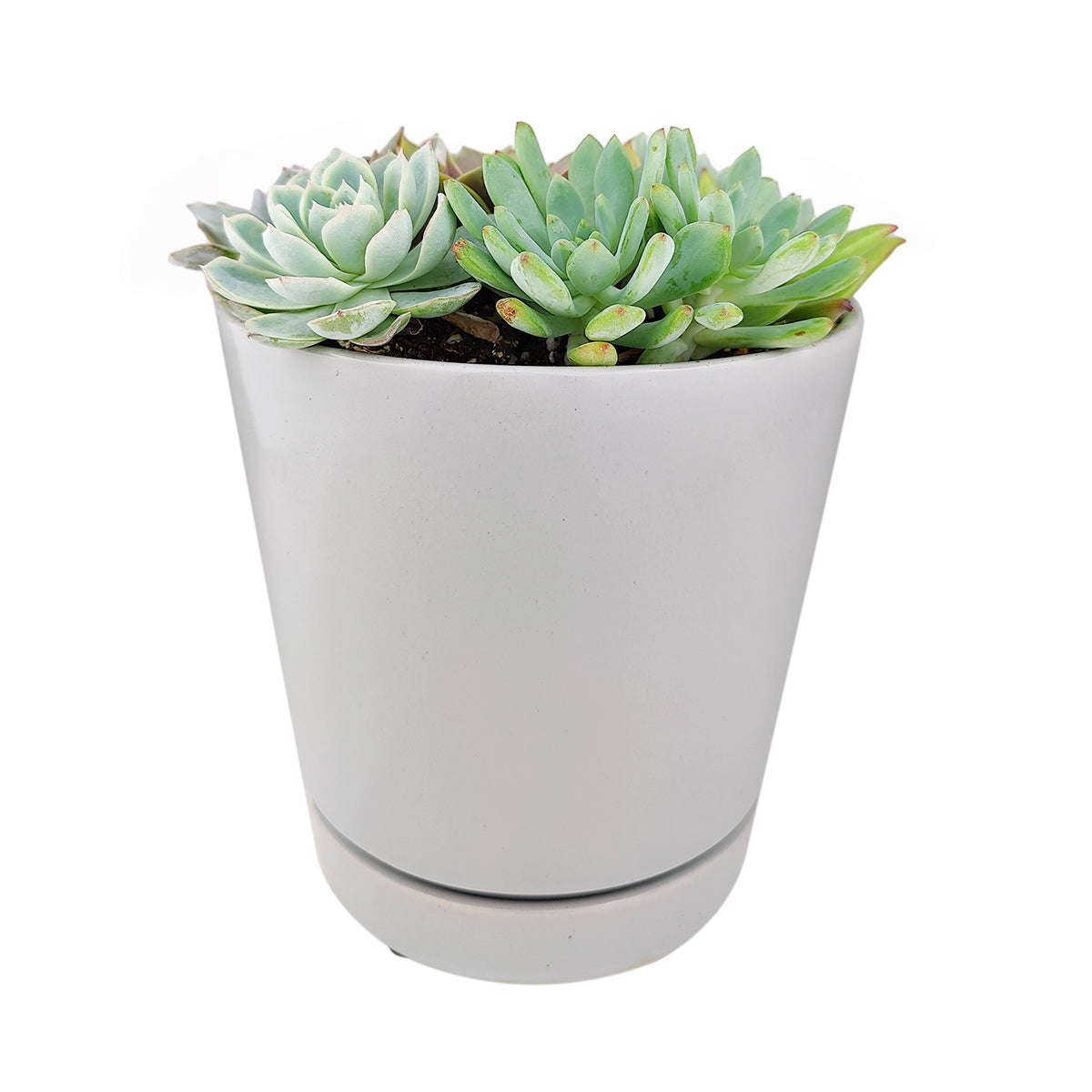 Succulent Arrangement in Grey Minimalist Planter