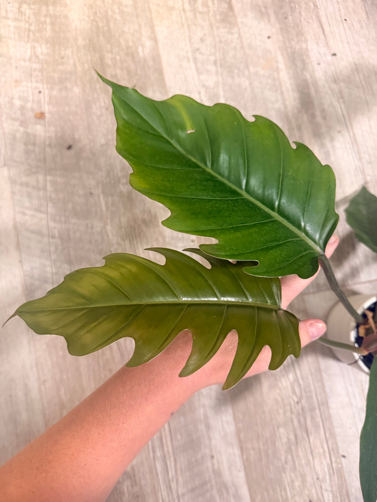 Philodendron Choco Empress - Chocolate Philodendron - Dark Leaf Philodendron - Large Leaf Houseplant - Easy Care Aroid - Indoor Tropical Houseplant -