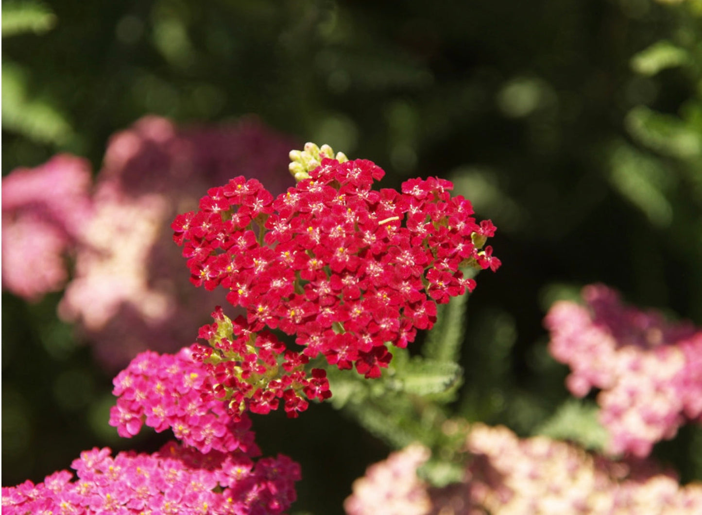 Vintage Red Yarrow Plant (1 Gal.)