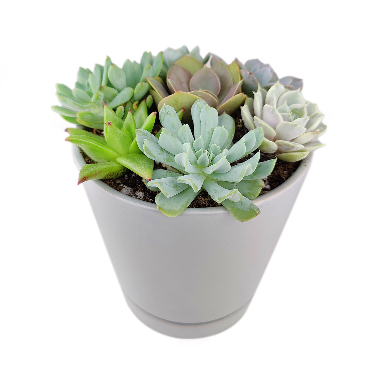 Succulent Arrangement in Grey Minimalist Planter