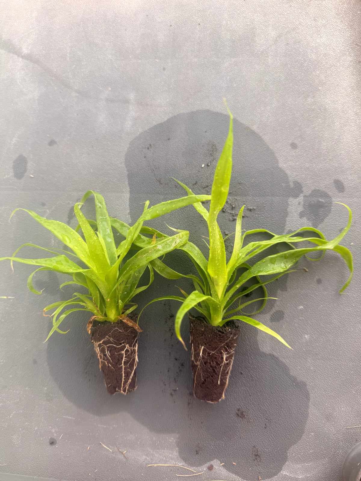 Garden Plugs