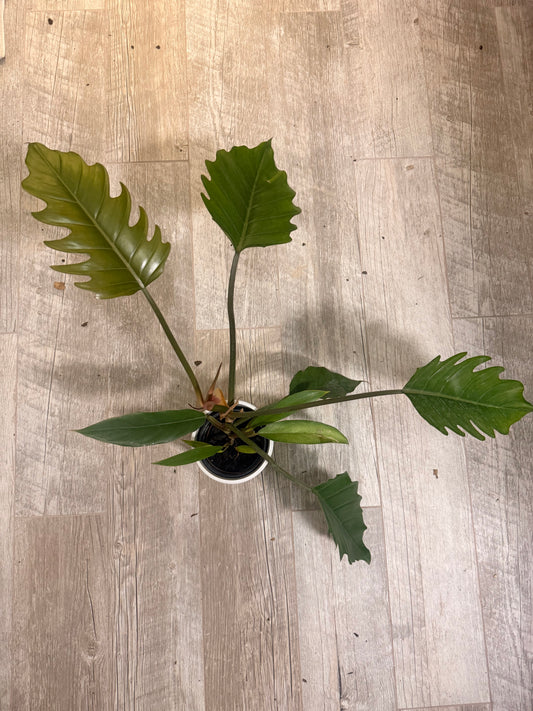 Philodendron Choco Empress - Chocolate Philodendron - Dark Leaf Philodendron - Large Leaf Houseplant - Easy Care Aroid - Indoor Tropical Houseplant -