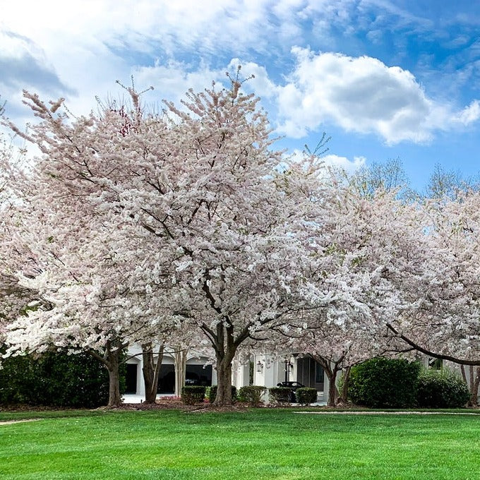 Ornamental Cherry Tree 'Yoshino Cherry Tree'